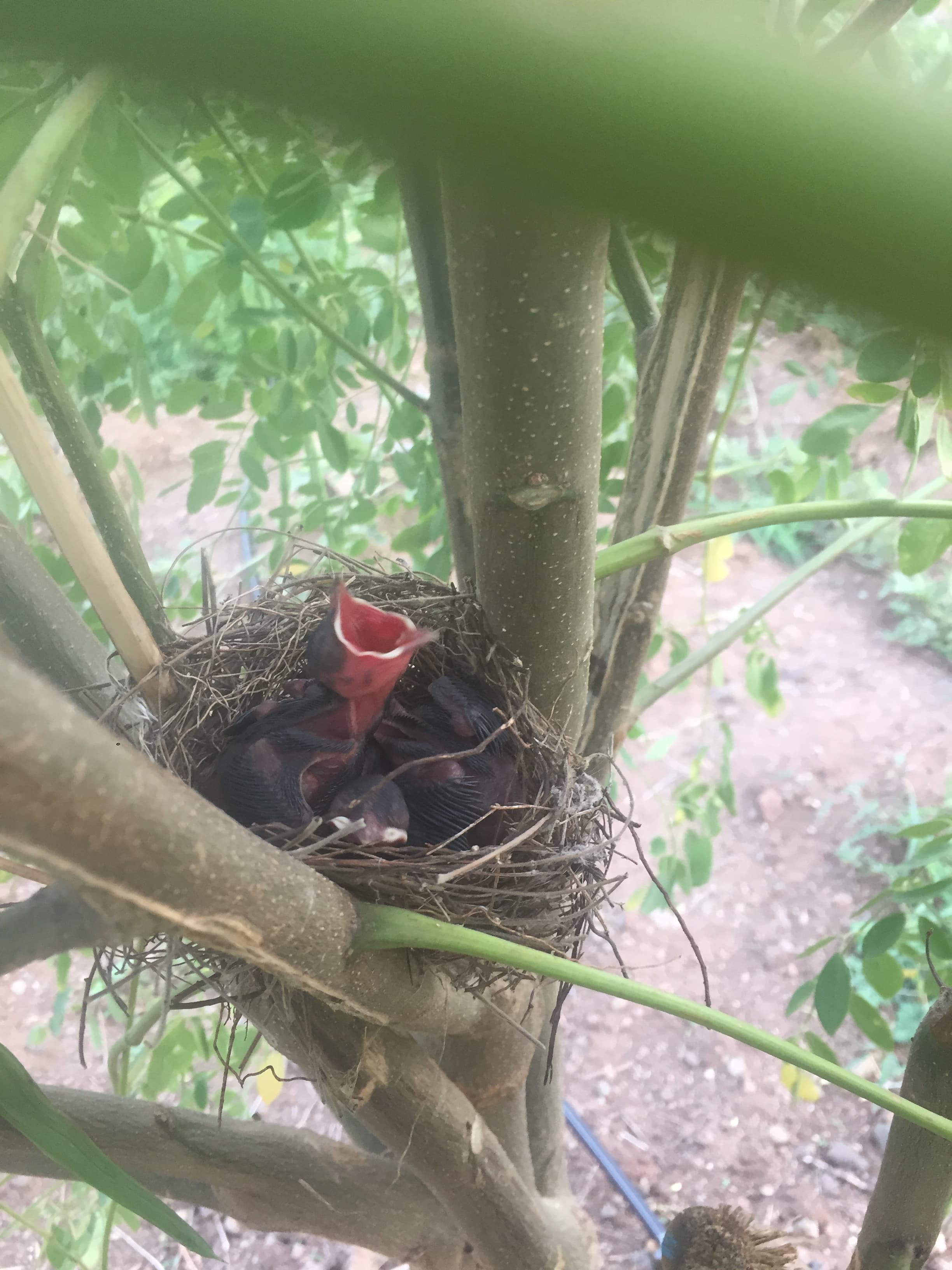Bulbul Nest