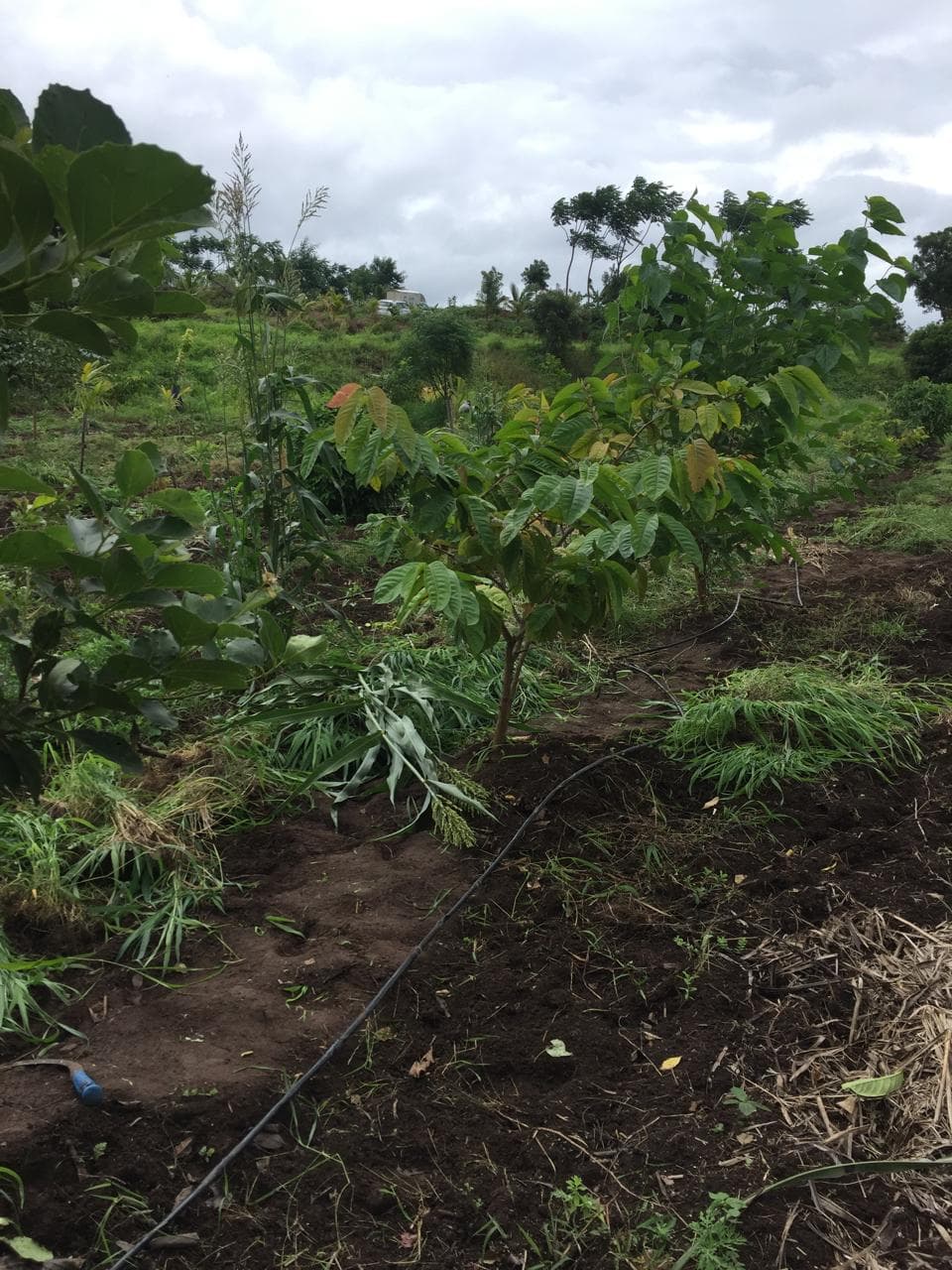 How to Grow a Food Forest: A Step-by-Step Guide