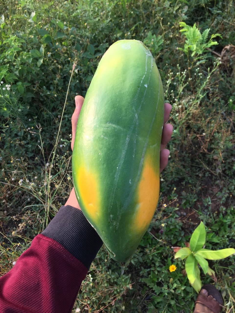 Papaya
