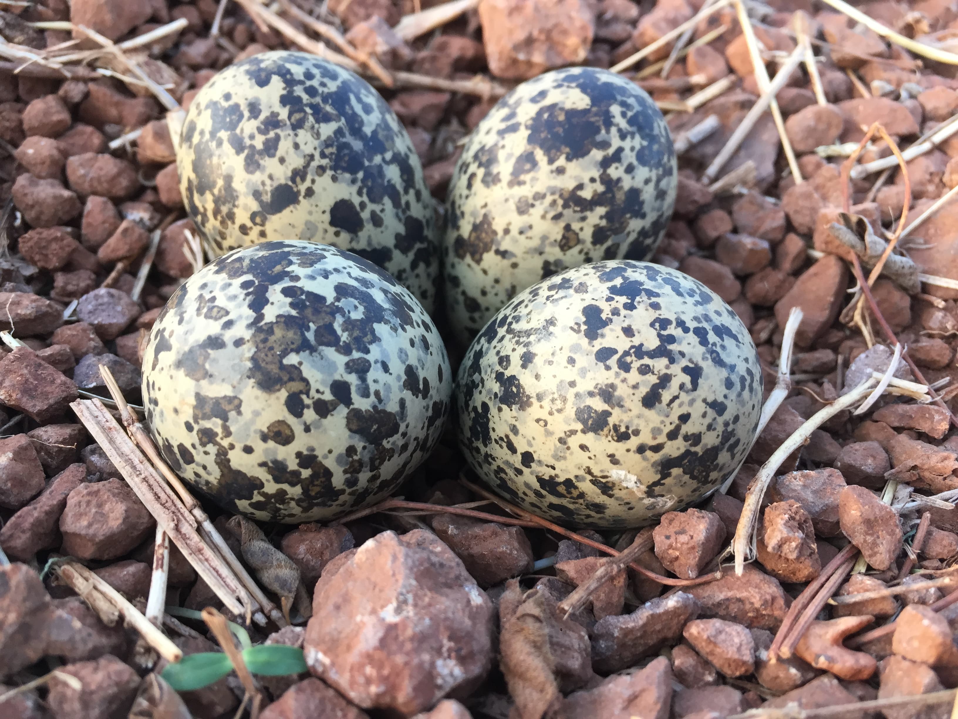 Red Wattled Lapwing Eggs