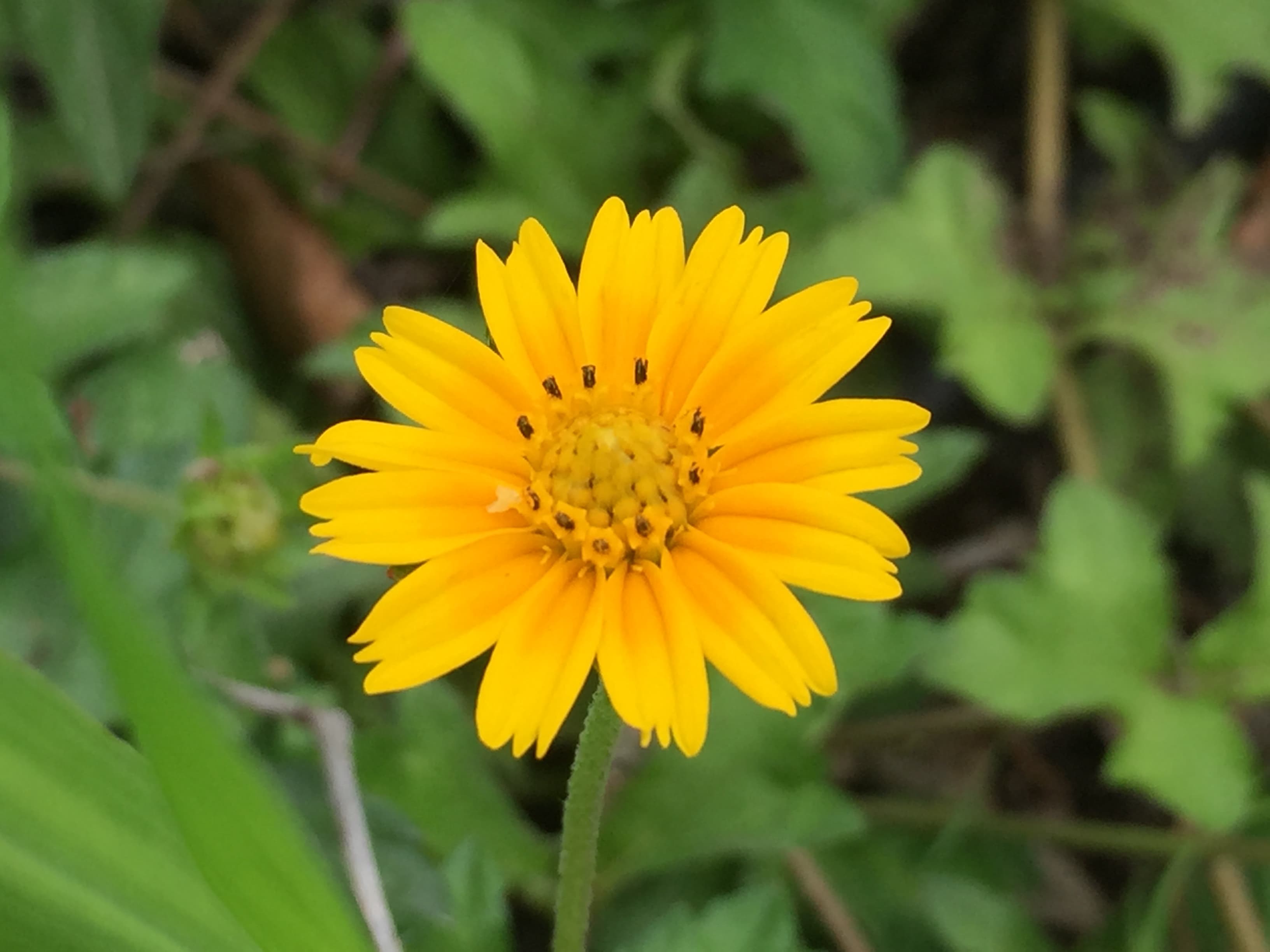 Singapore Daisy