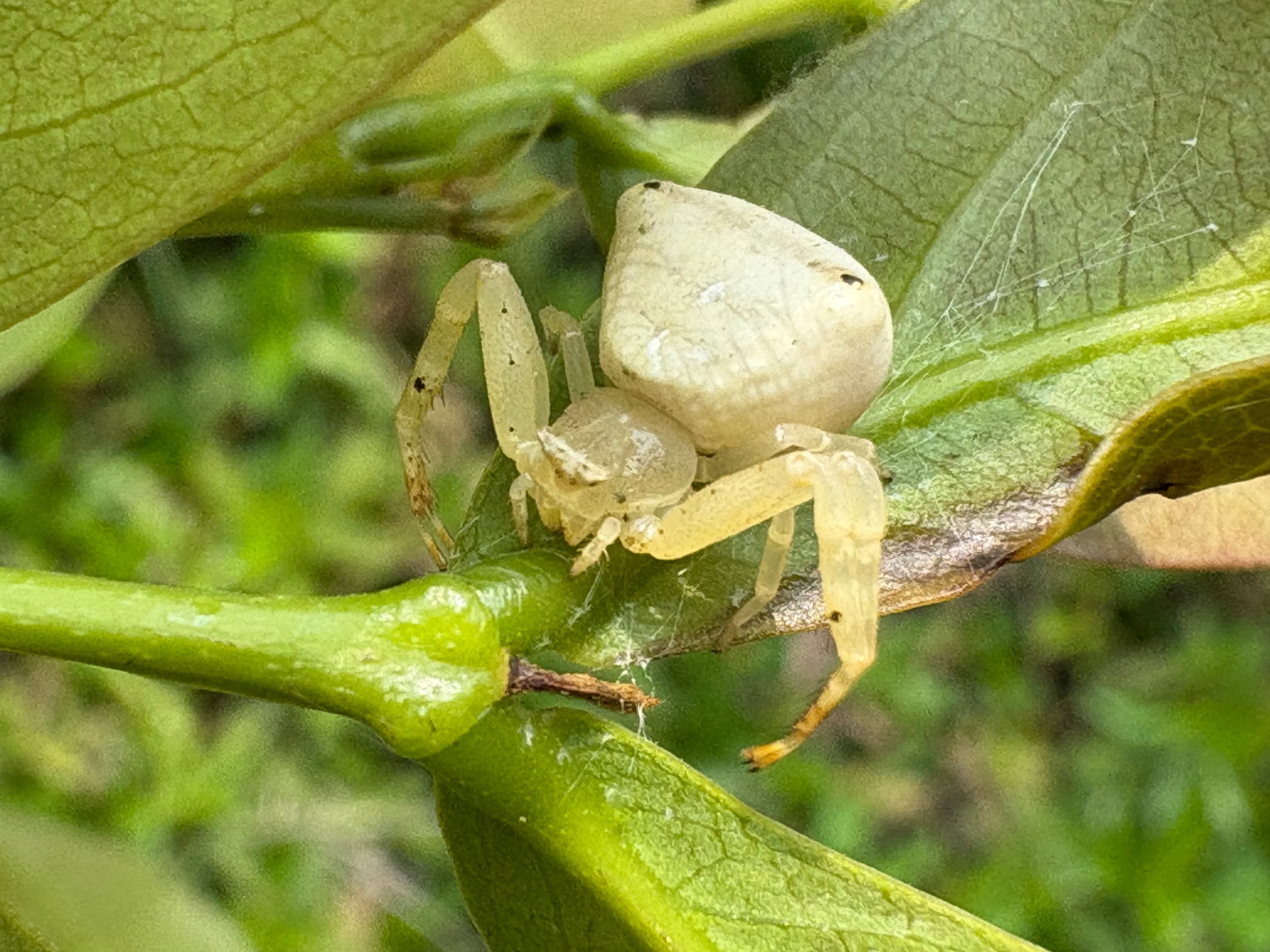 White Crab Spider