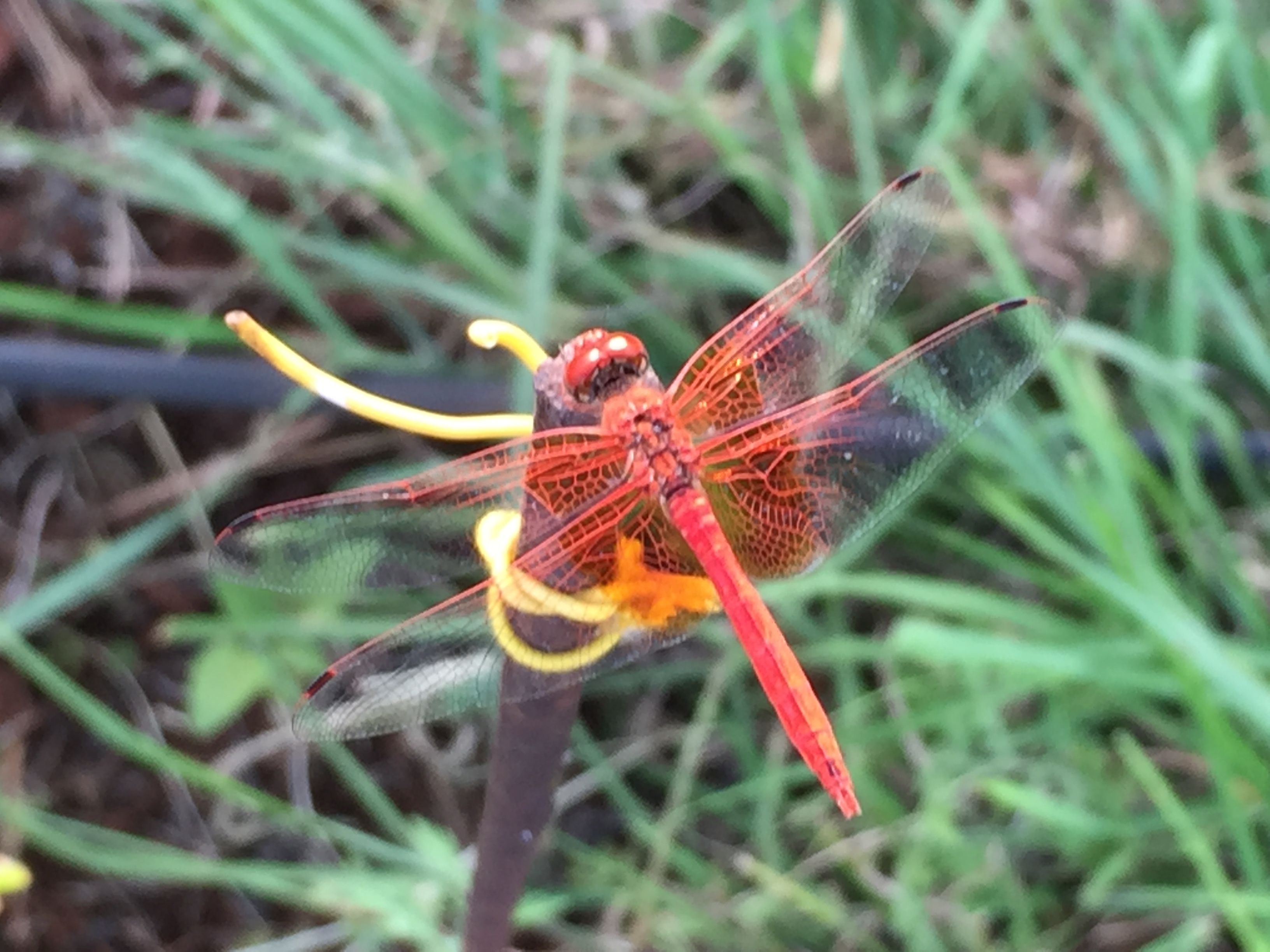 How to Solve Your Pest Problem