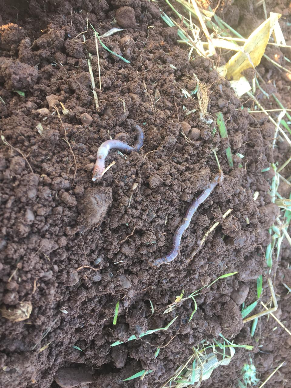 What Is Soil Life - More Than Just Dirt