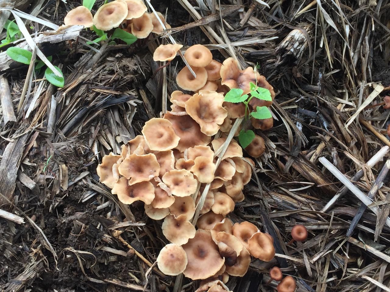 What Is Fungi - The Internet of Earth