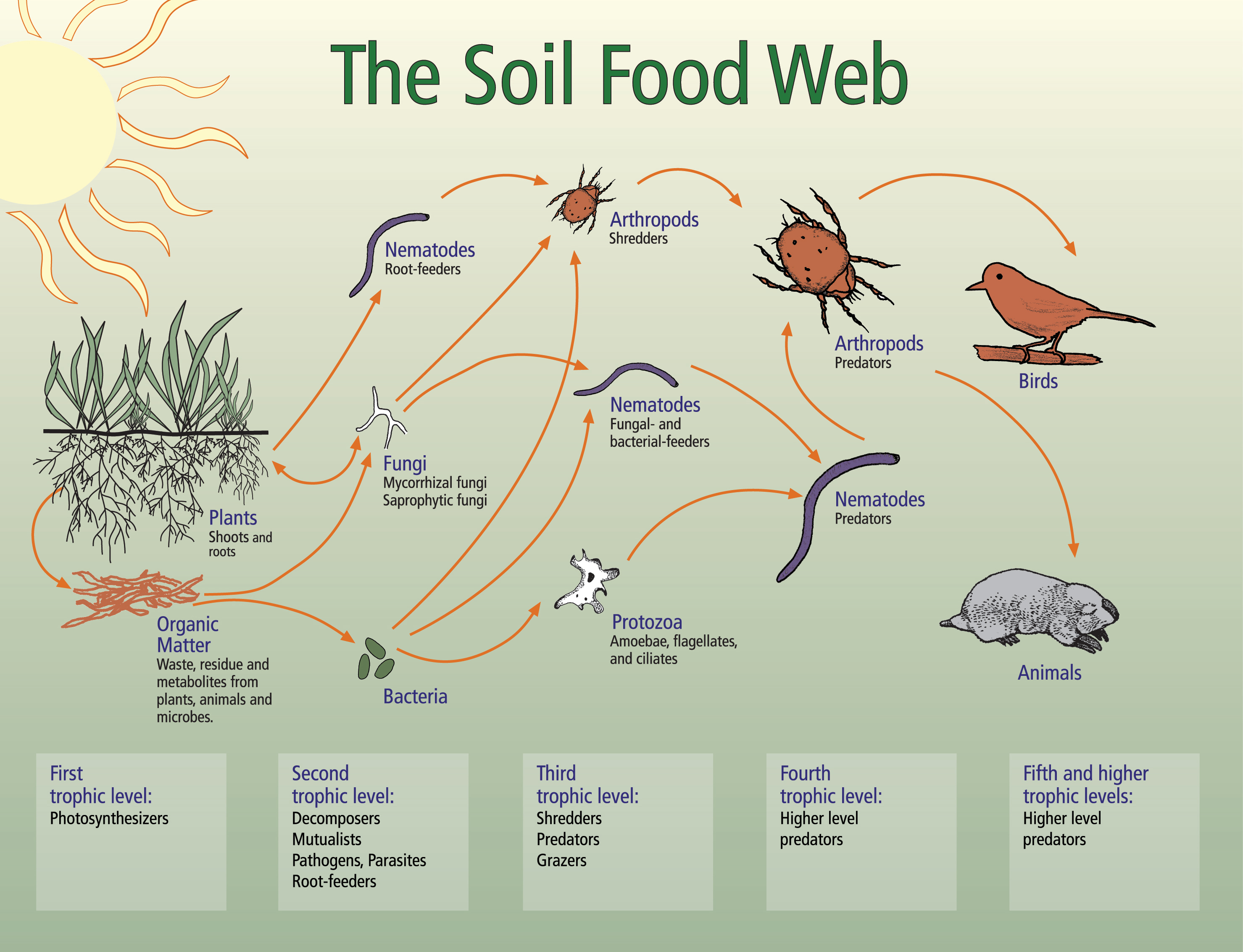 Soil Microbiology Ecology and Biochemistry